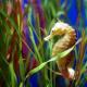 Interesting facts about seahorses